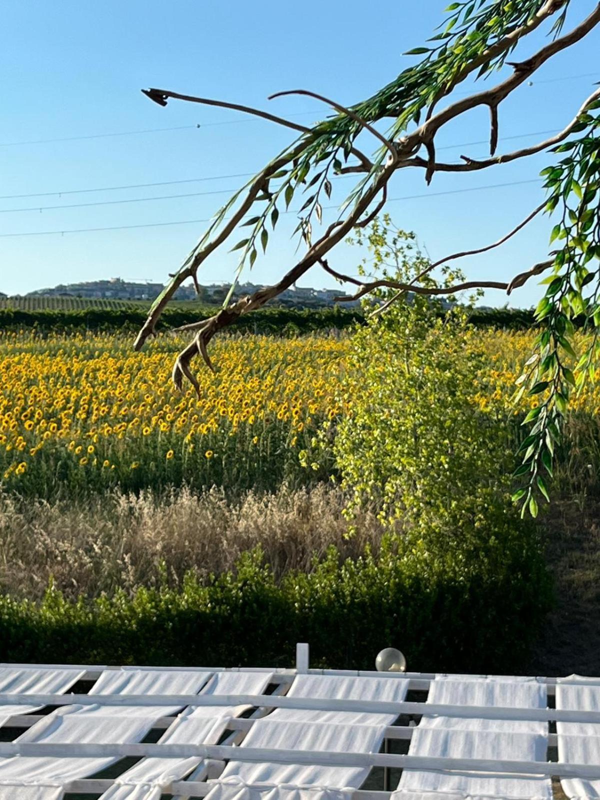 Il Podere Degli Asinelli Città Sant'Angelo Buitenkant foto
